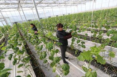 广东惠州建设蔬菜省级现代农业产业园,打造一心三区三体系
