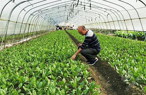 赤壁 蔬菜大棚种出幸福生活