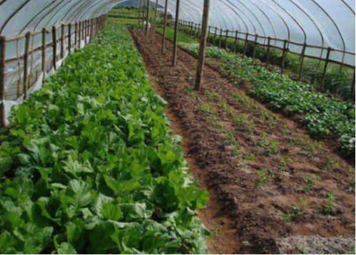 浅析大棚蔬菜种植技术与病虫害防治措施,进而提升蔬菜种植成效