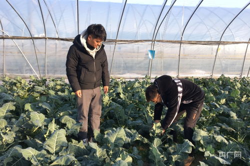 芡实 莲藕和瓜蒌,安徽这个县让 蓄洪低地 变 产业发展宝地 央广网