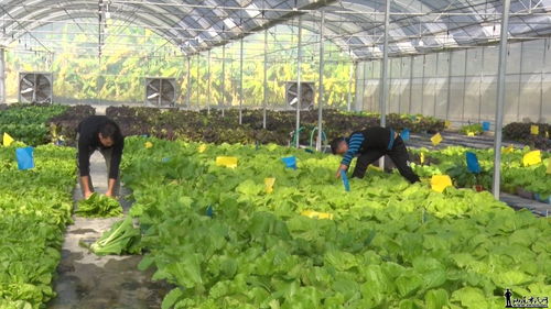 联安镇联川村 大棚蔬菜种植助农增收