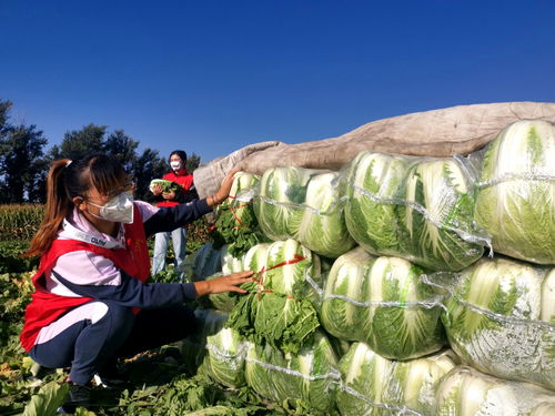 新疆察布查尔 大棚蔬菜喜丰收 助农销售促增收