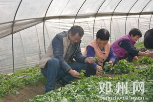 都司镇的种植大户正在蔬菜大棚里劳作