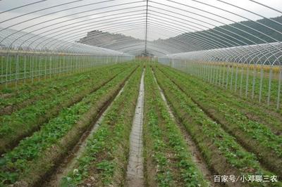 大棚种植蔬菜湿度太大,导致蔬菜生长不良怎么办?
