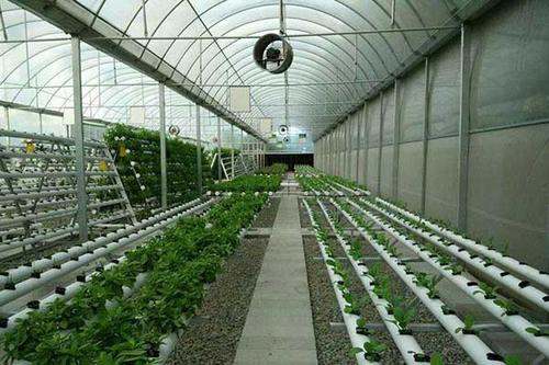 想去农村搞大棚蔬菜,搭一个4亩的温室大棚大概要多少钱?