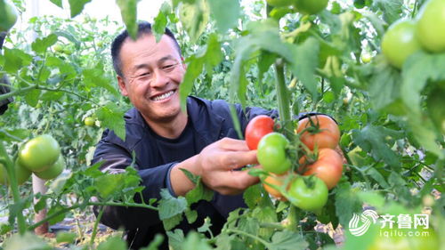 村村有好戏 夏津 订单西红柿 映红好日子