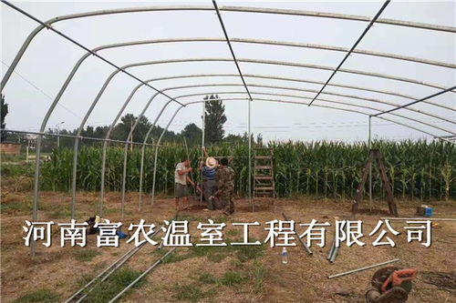 优惠 东营连体蔬菜大棚价格 建设暖棚价格