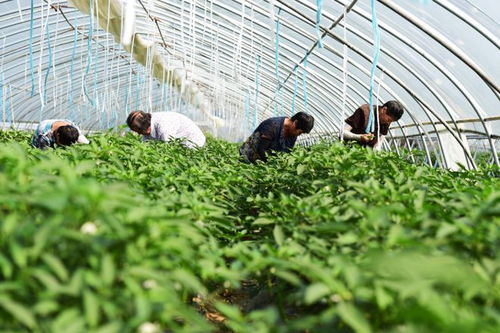 谷雨前后能种哪些菜 5种蔬菜要抓紧种,过早过晚都不太行