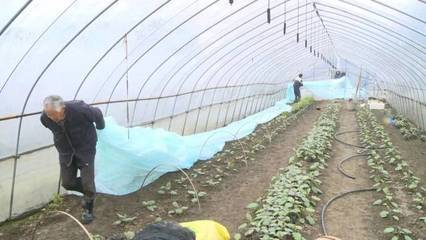 注意!低温雨雪天气,县农作站提醒蔬菜种植这样做好预防