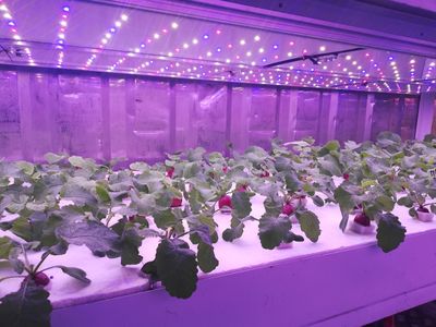 红黄蓝三色蔬菜温室大棚LED人工补光灯植物种植工厂图片_高清图