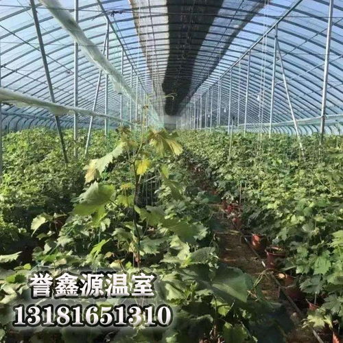 蔬菜温室种植