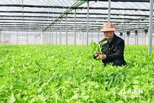 大棚 定向菜 赶上春节餐桌